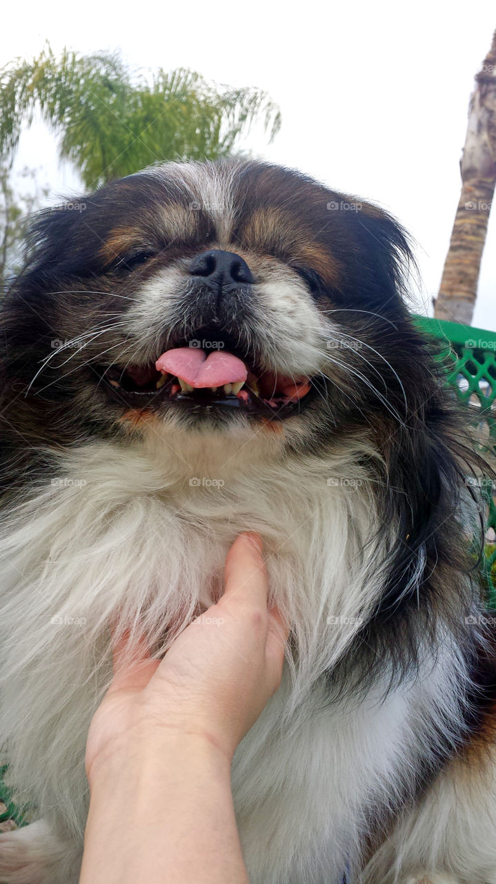 tickles, pekingese, smiling