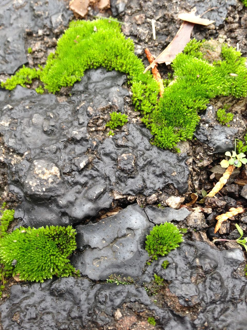 Mosses growing on rock