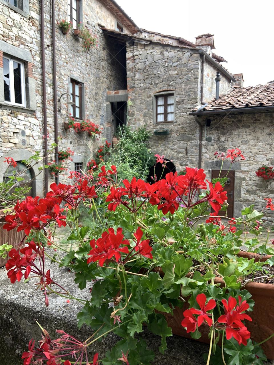Red flowers against old court