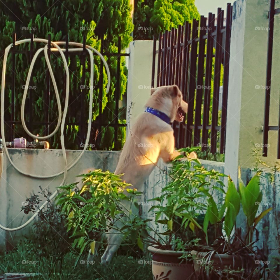 My dog scooby playing in my garden.
