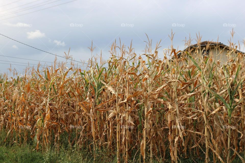 Corn field