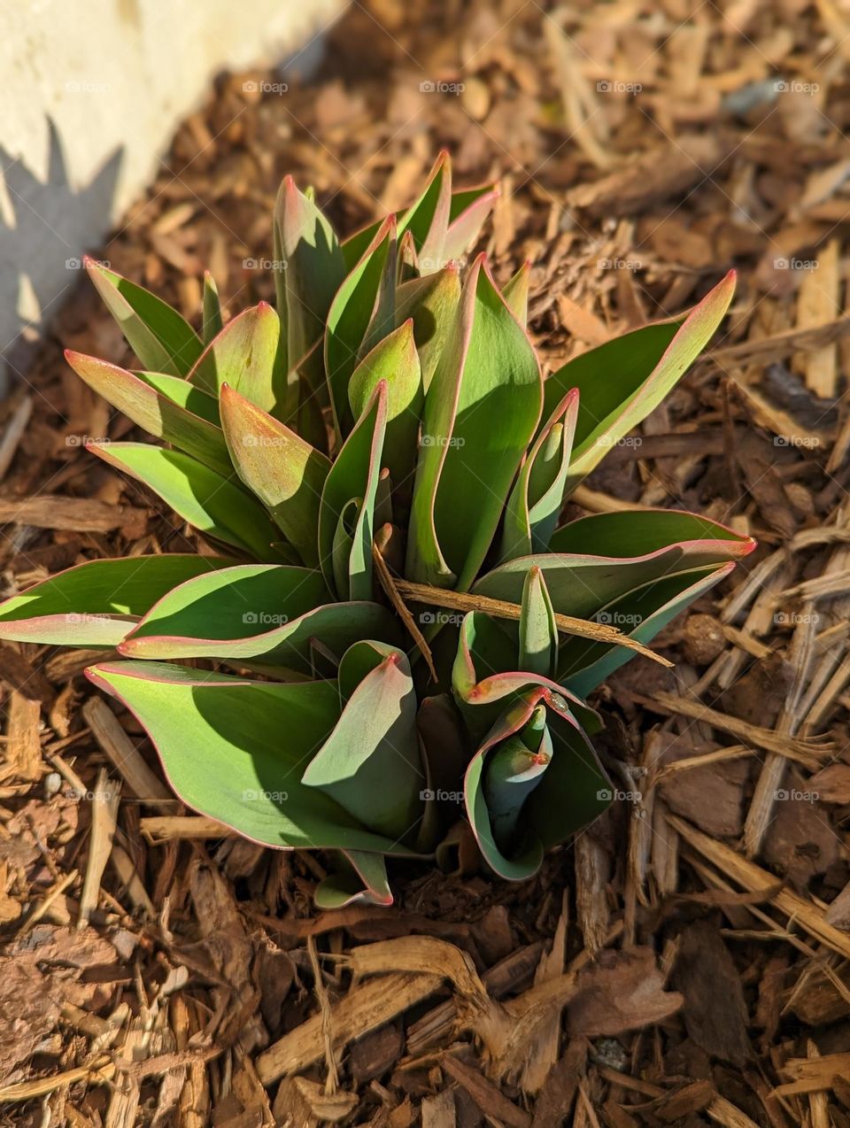 spring bloom tulip plant growing in spring