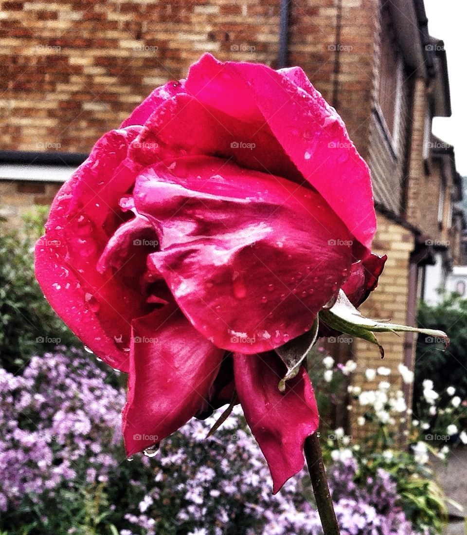 pink united kingdom park rain by hannahdagogo