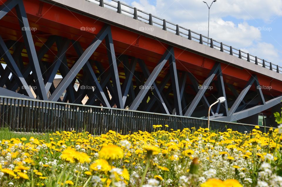 dandelion and viaduct