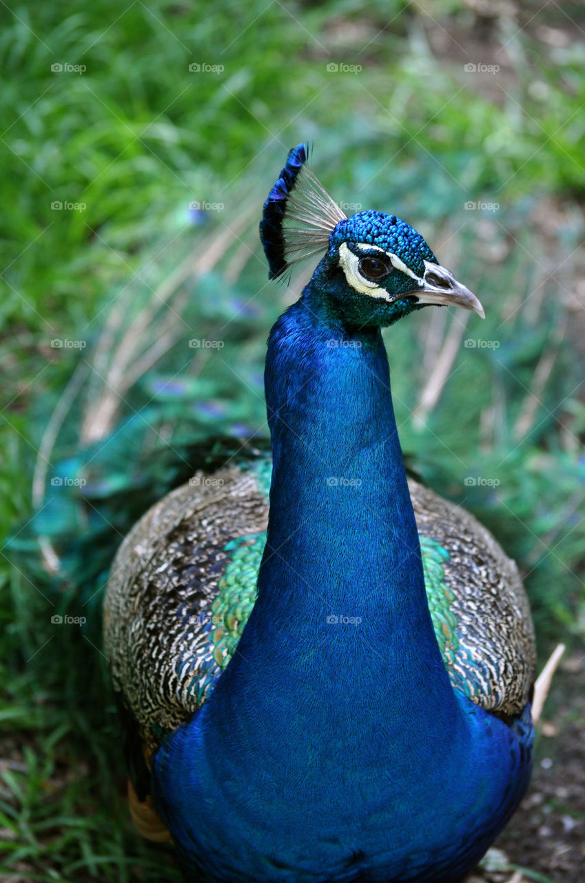 Peacock