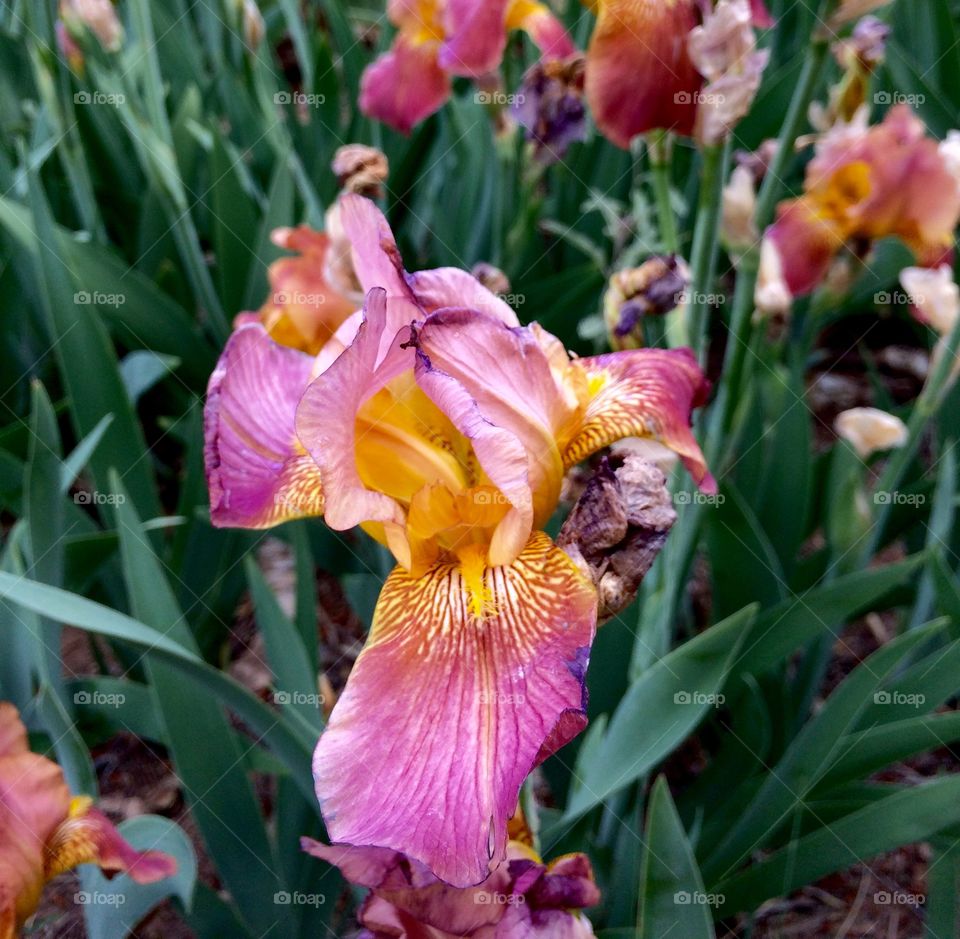 Pink and purple Iris 