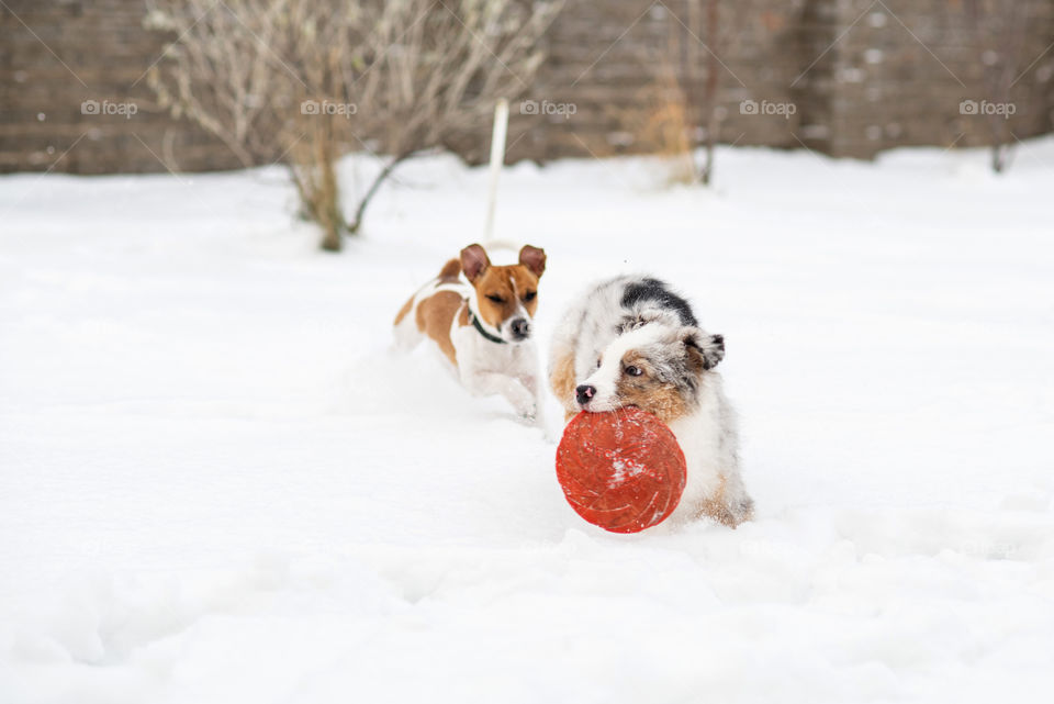 Dogs playing together