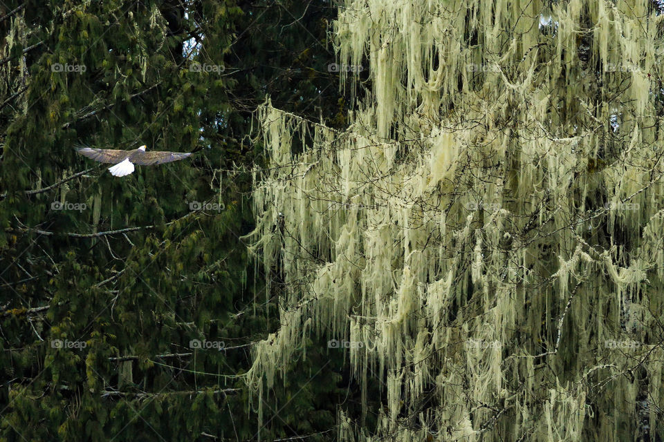 Bald eagle flying through moss covered forest