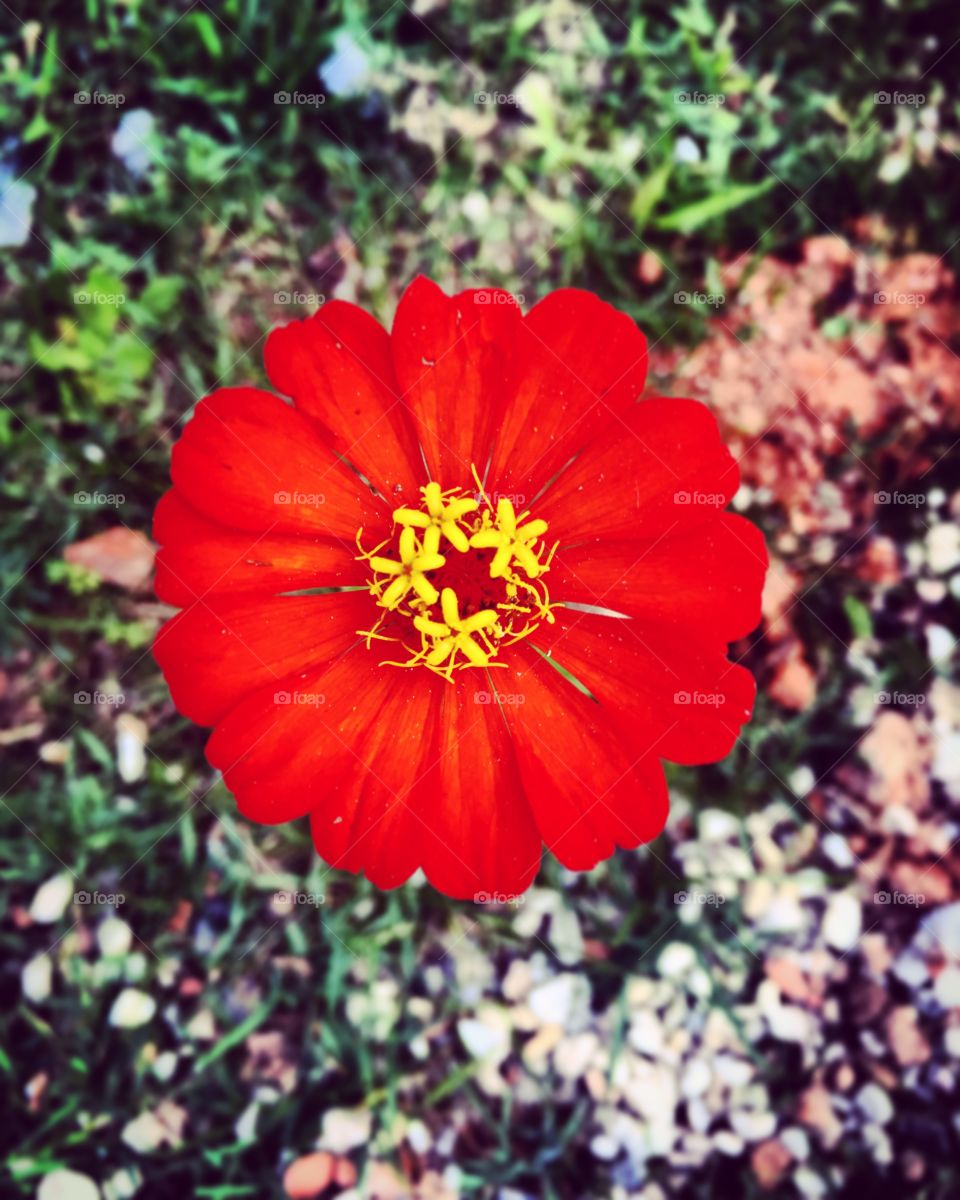 A perfeição das #cores da #natureza!
🌼#Flores do nosso #jardim, para alegrar e embelezar nosso dia!
#Jardinagem é nosso #hobby.
🌹
#flowers
#garden
#nature
#flor