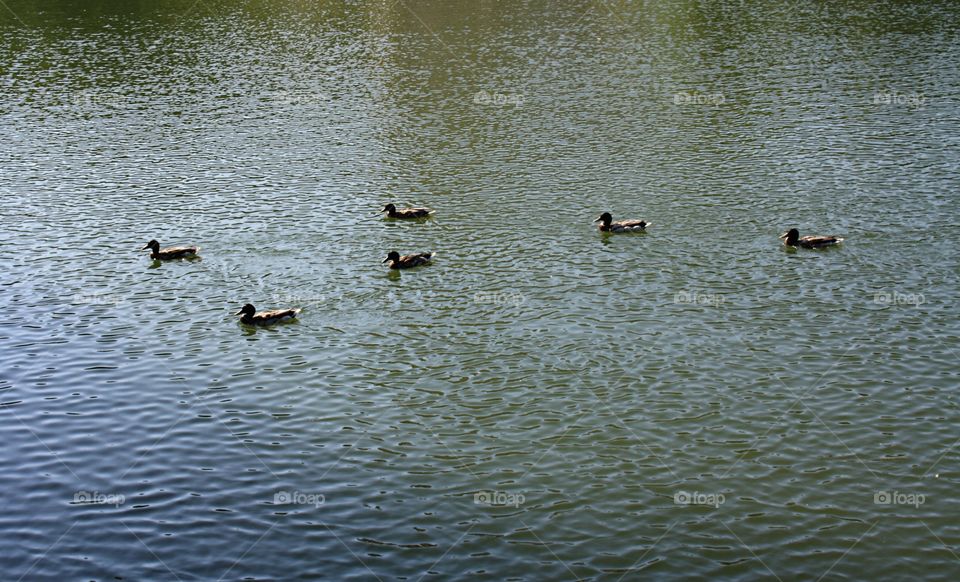 Ducks