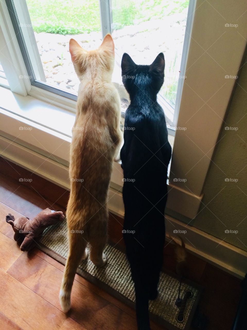 Curious little orange tabby kitten standing next to black kitten looking out the window! 