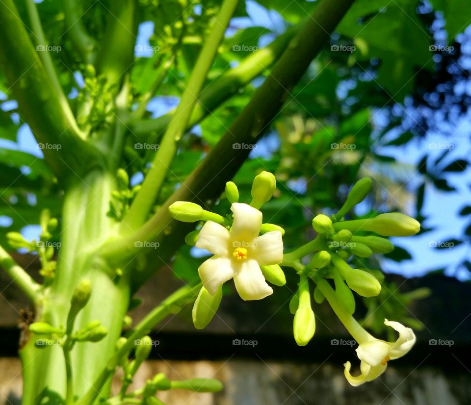 Male papaya flowers are blossom. These flowers contain vitamin A, C, E and folate with anti oxidant that prevent cholesterol and oxidation.