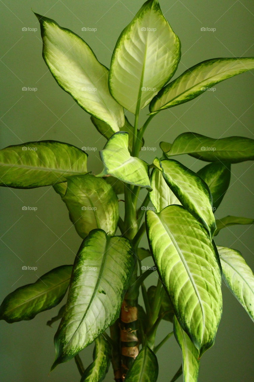 green house plant