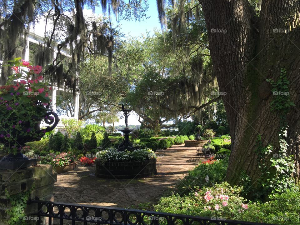 Southern Mansion and Gardens. Southern mansion weigh gardens and Spanish Moss  trees