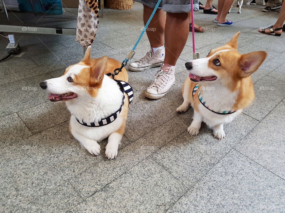 sibblings dog twins