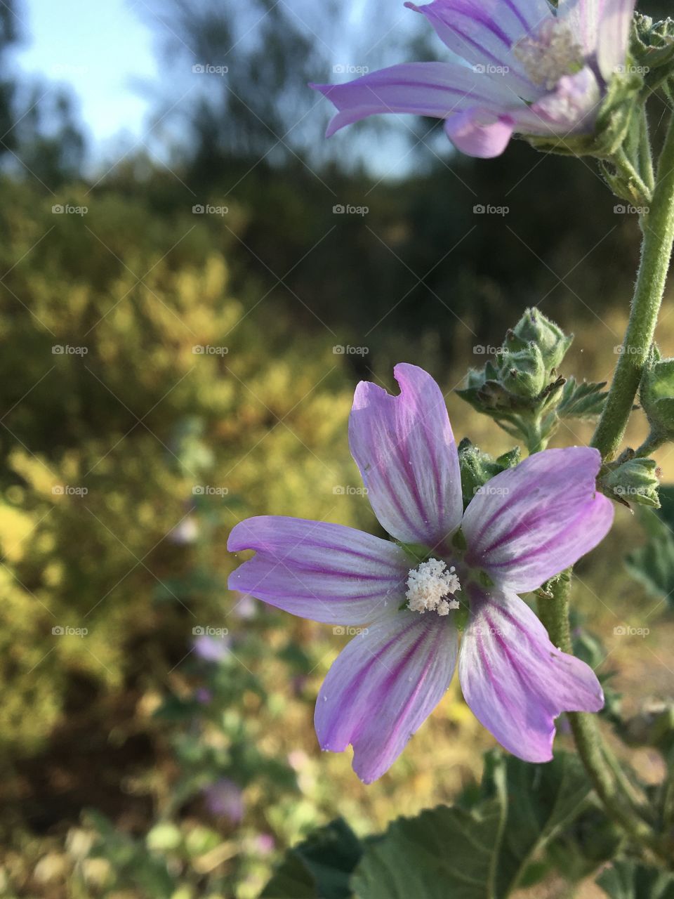 Malva flower in springtime 