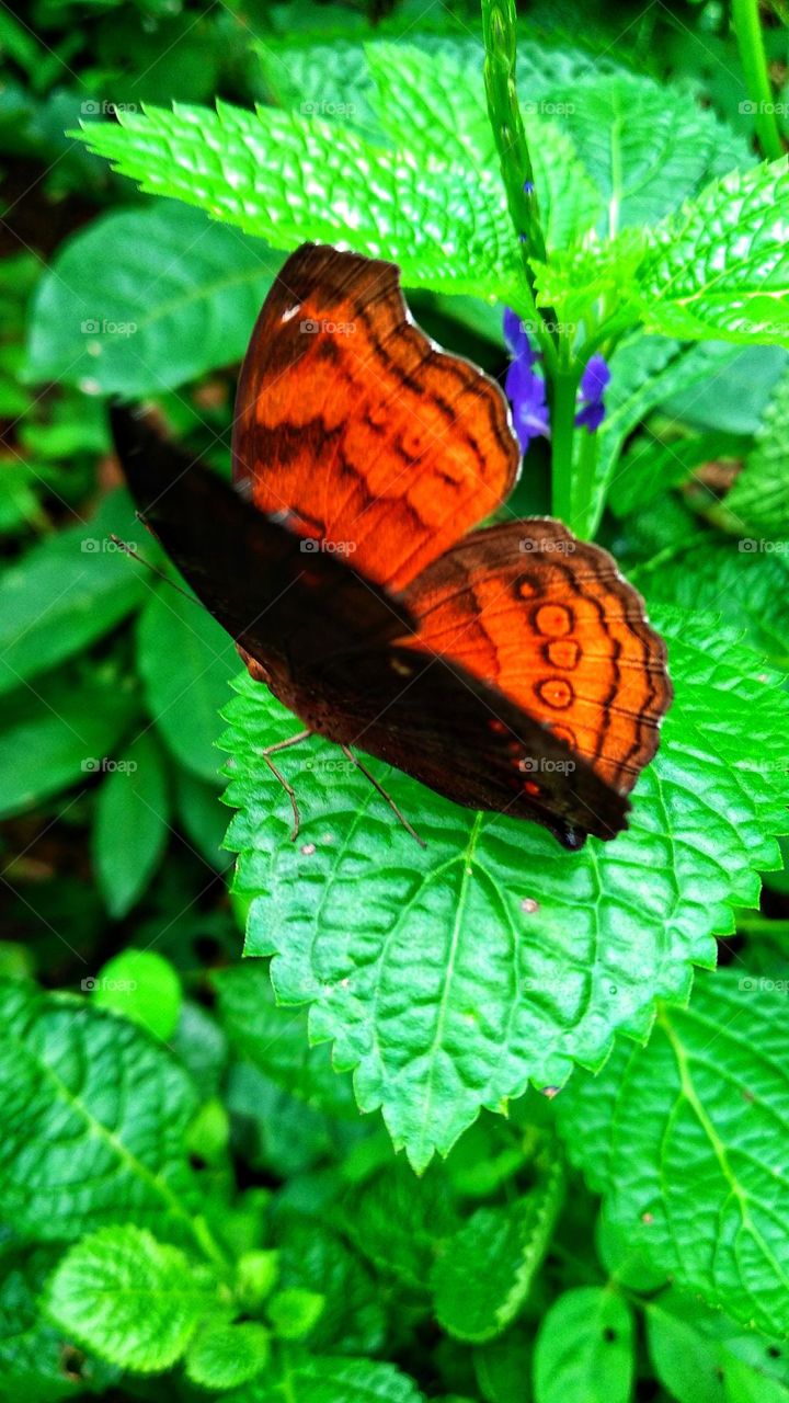Beautiful orange butterfly perched on a leaf