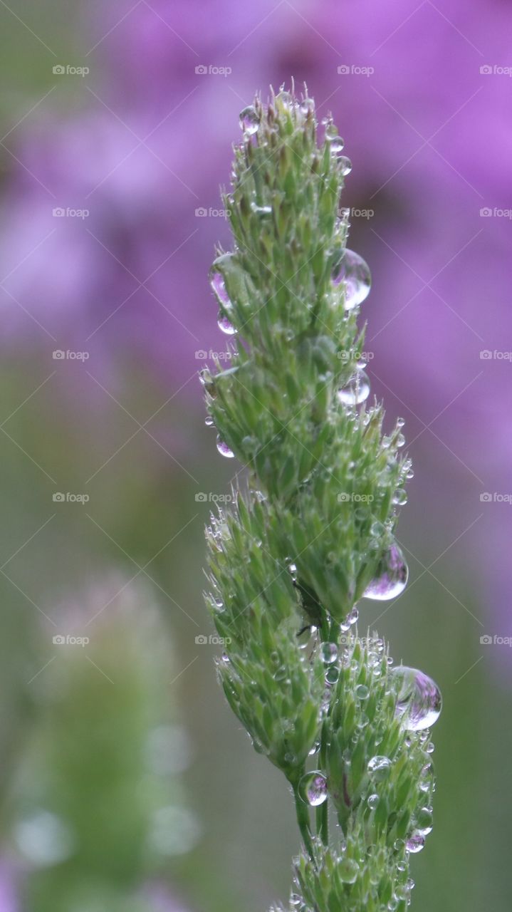 wildflowers and raindrops