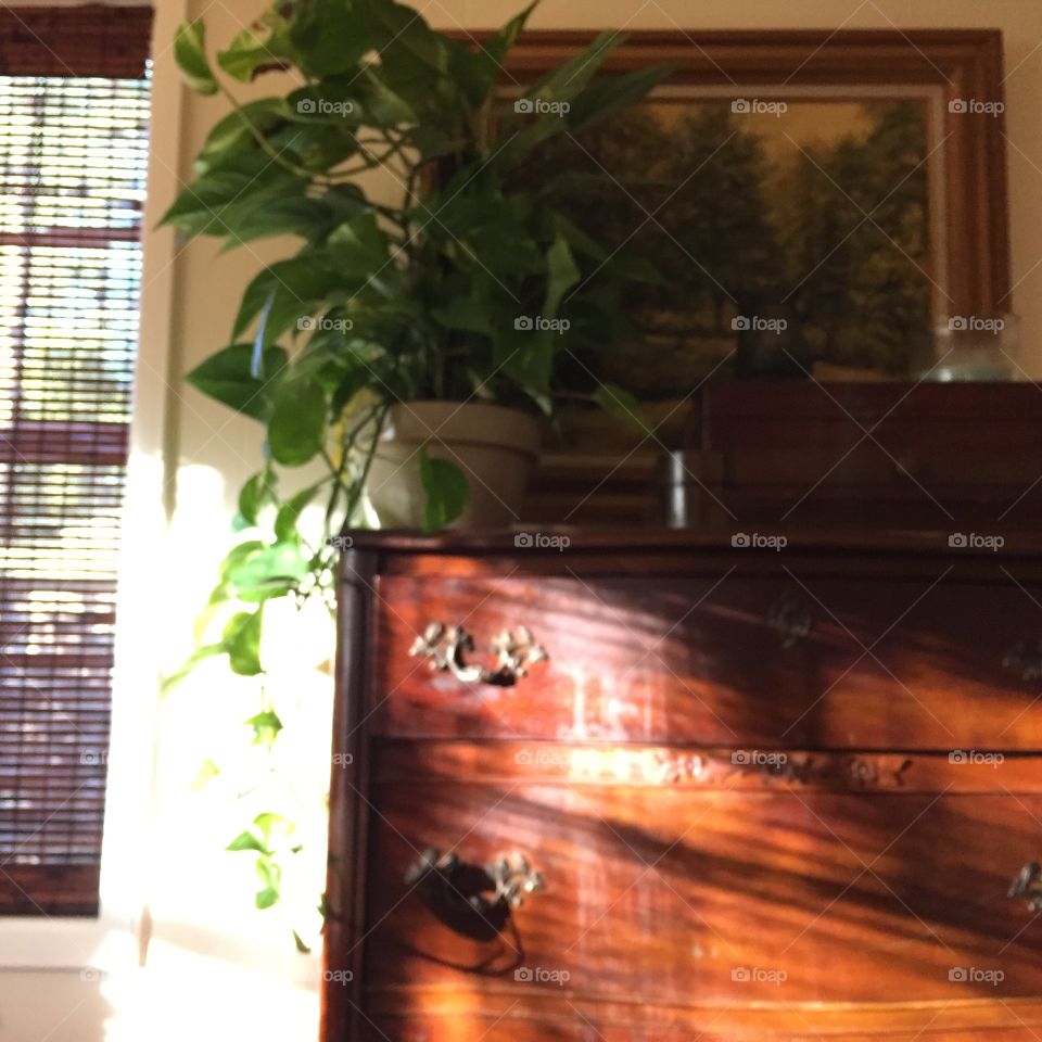 Dresser with plant, filtered light