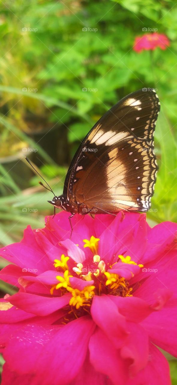 The beautiful butterfly is pictured very close
