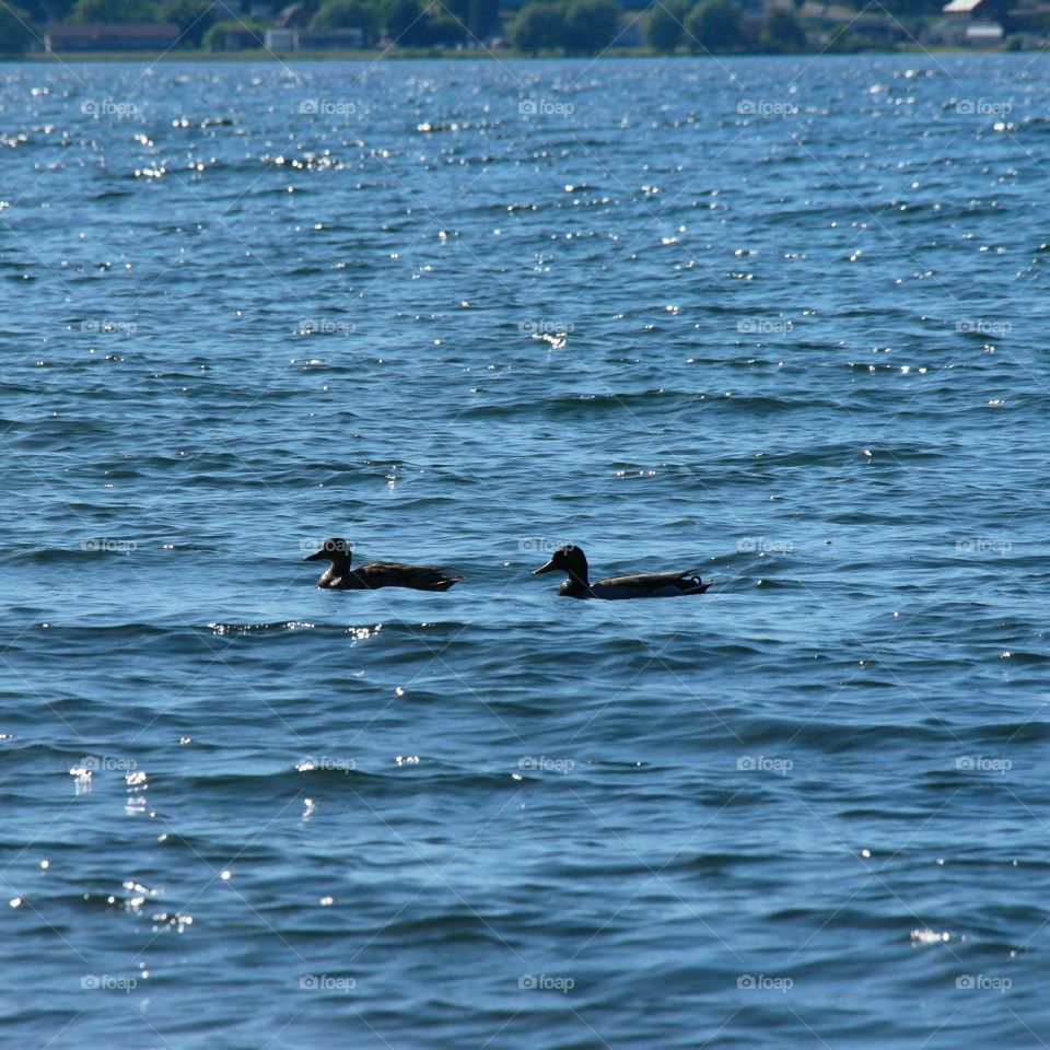 wild ducks on Lake Superior