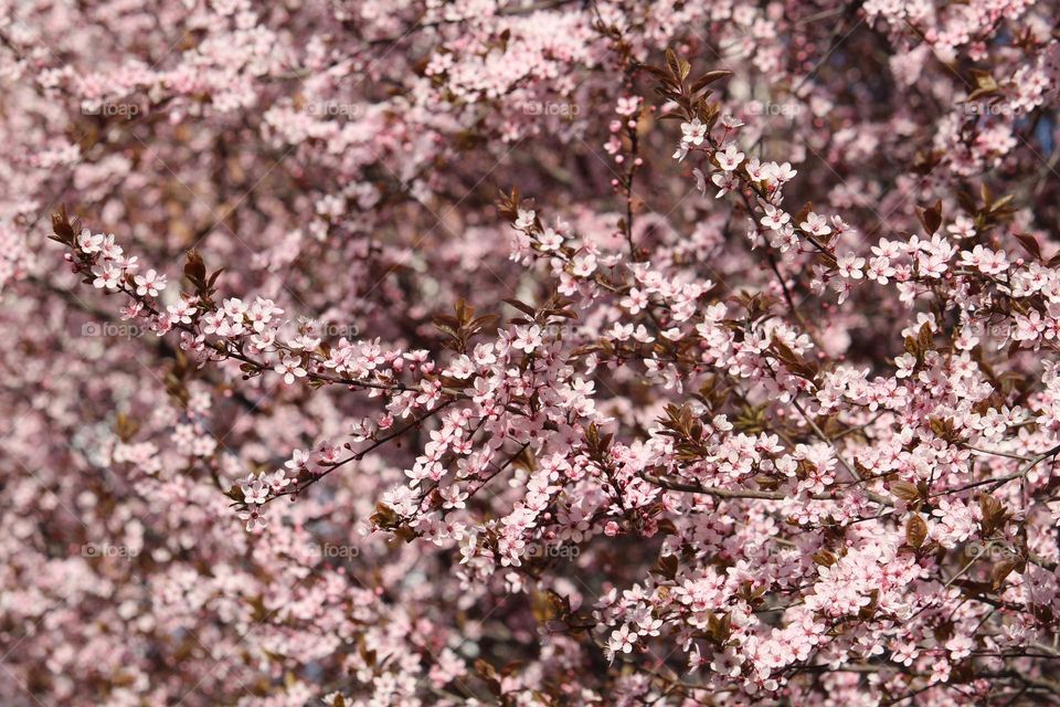 Pink spring flowers