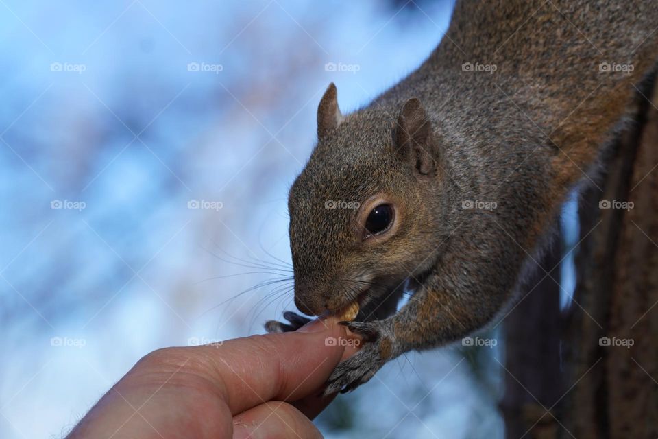 hungry squirrel 