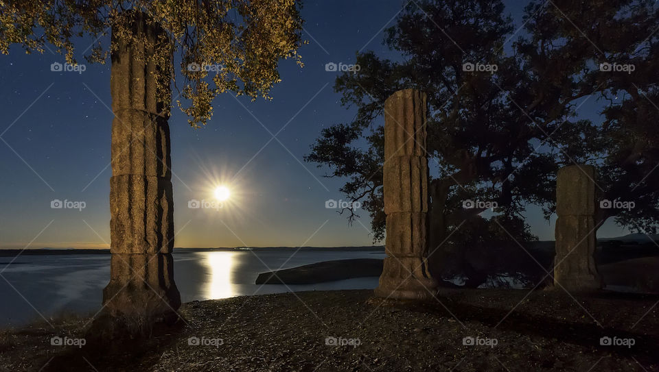 Tree columns at the moon