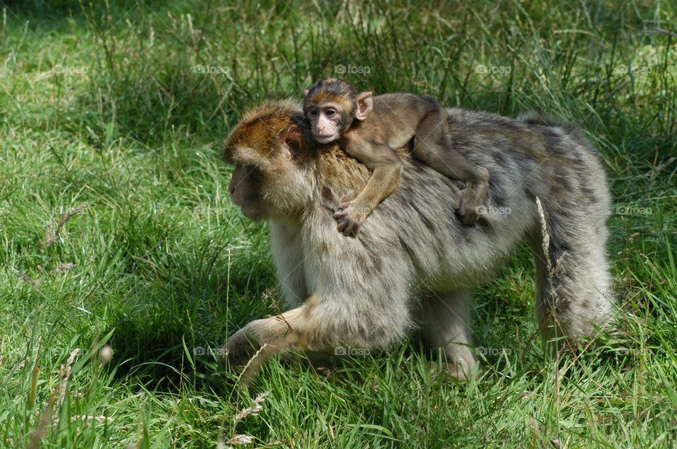 park mother uk monkey by stevephot