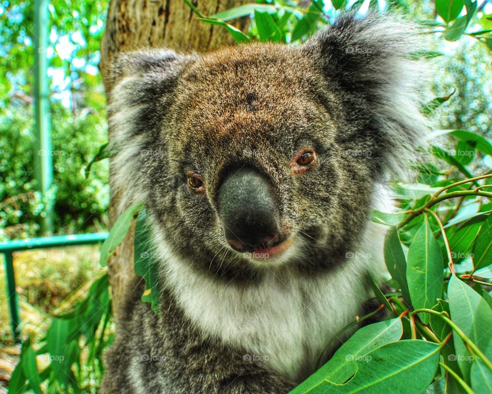 Australian Koala.