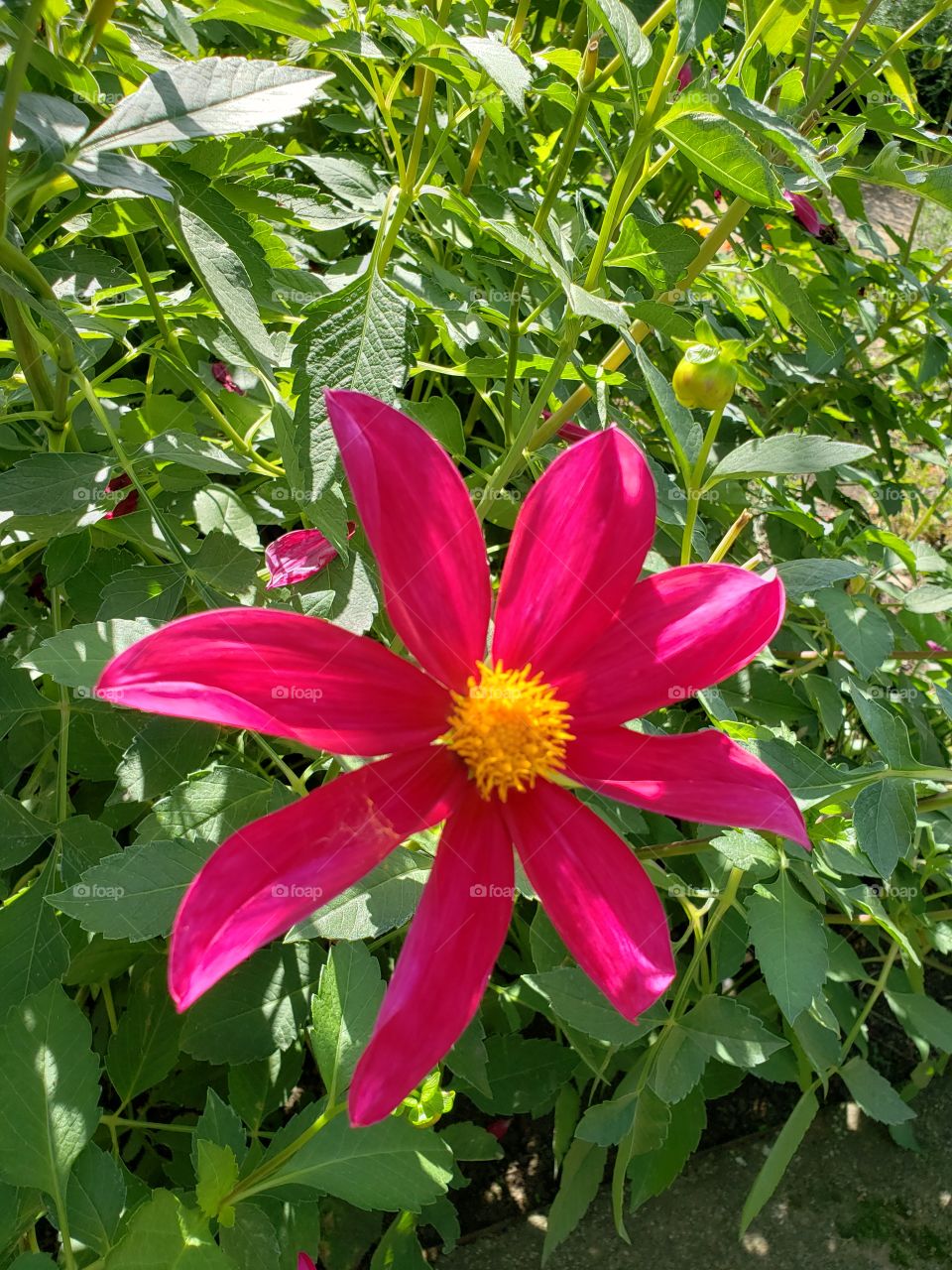 Pink flower in sunshine