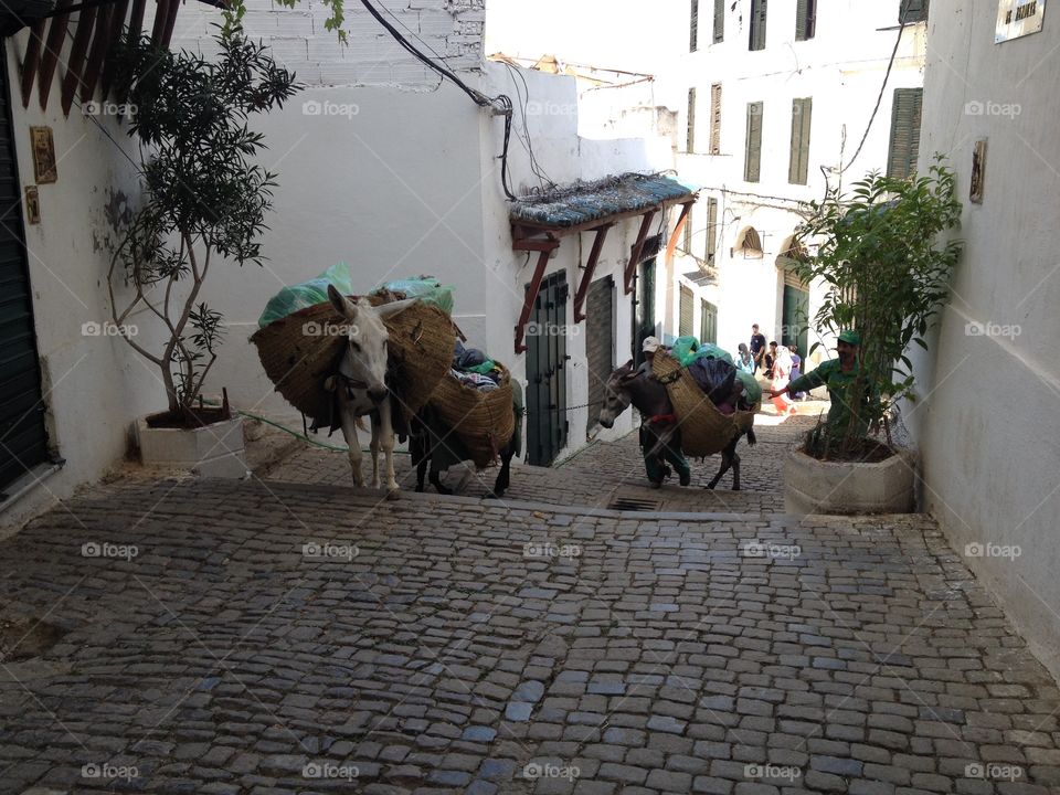 Trash collecting donkeys, Algiers