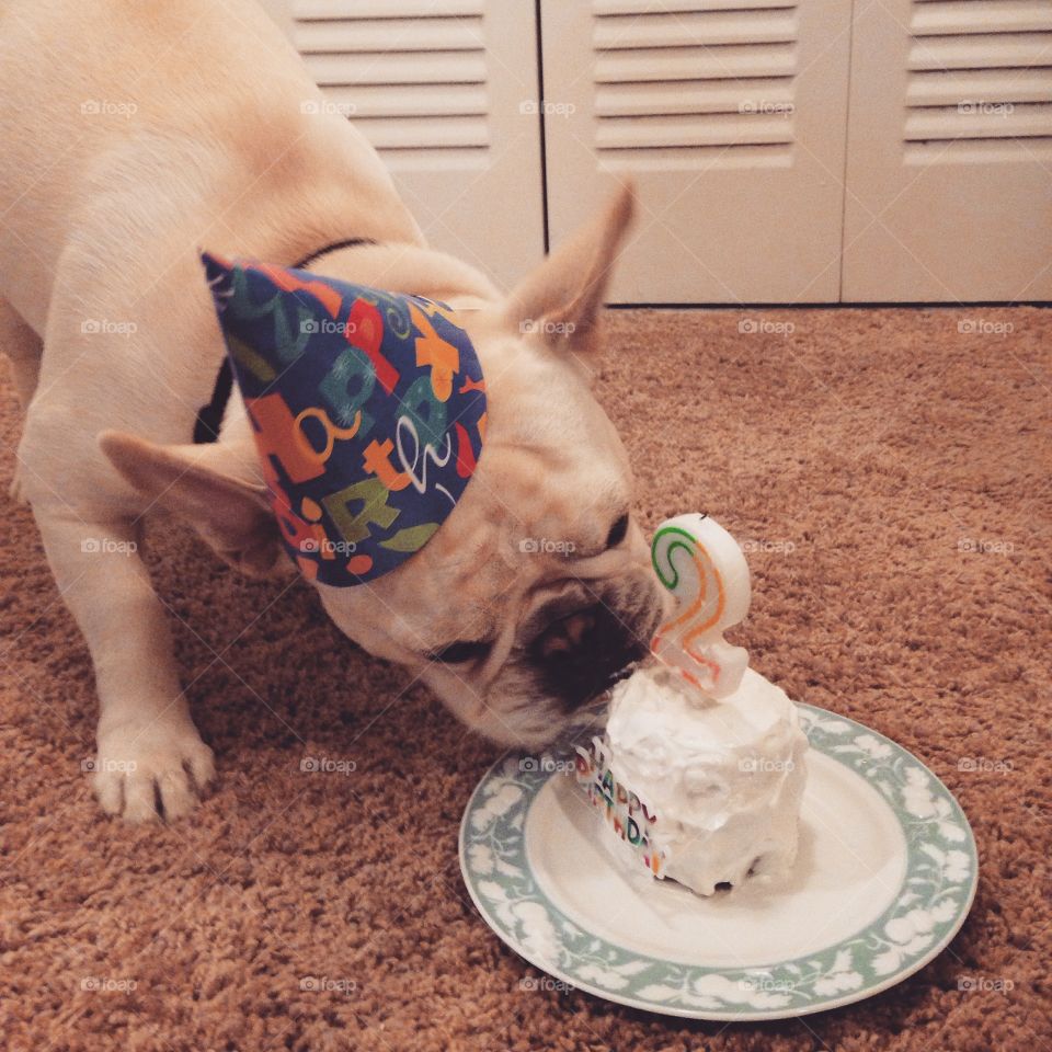 Birthday Boy. Dog's second birthday