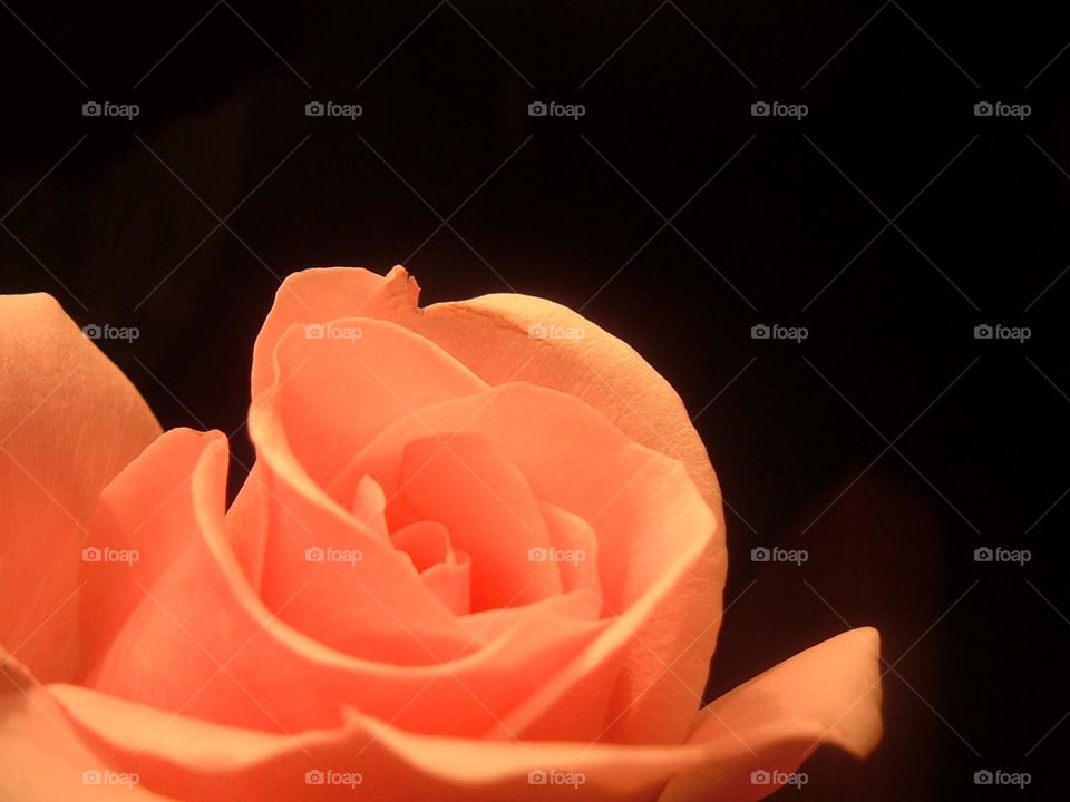 Rose, Flower, Love, Petal, Romance