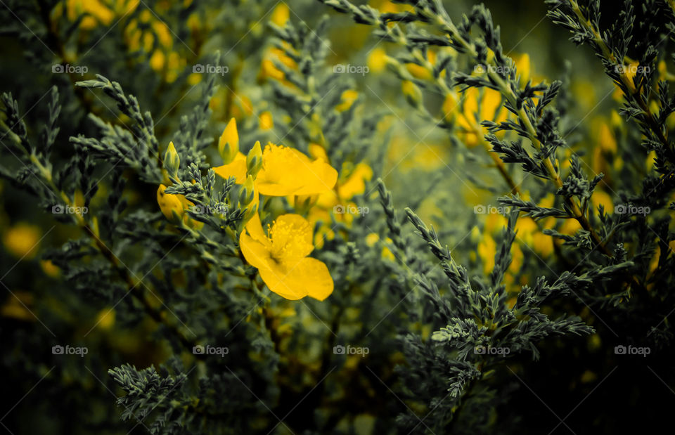 perfect color . yellow and green. flowers