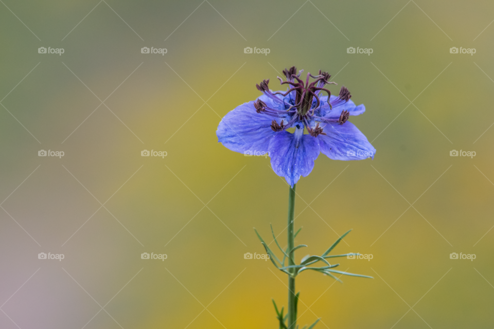 A single blue flower in the field