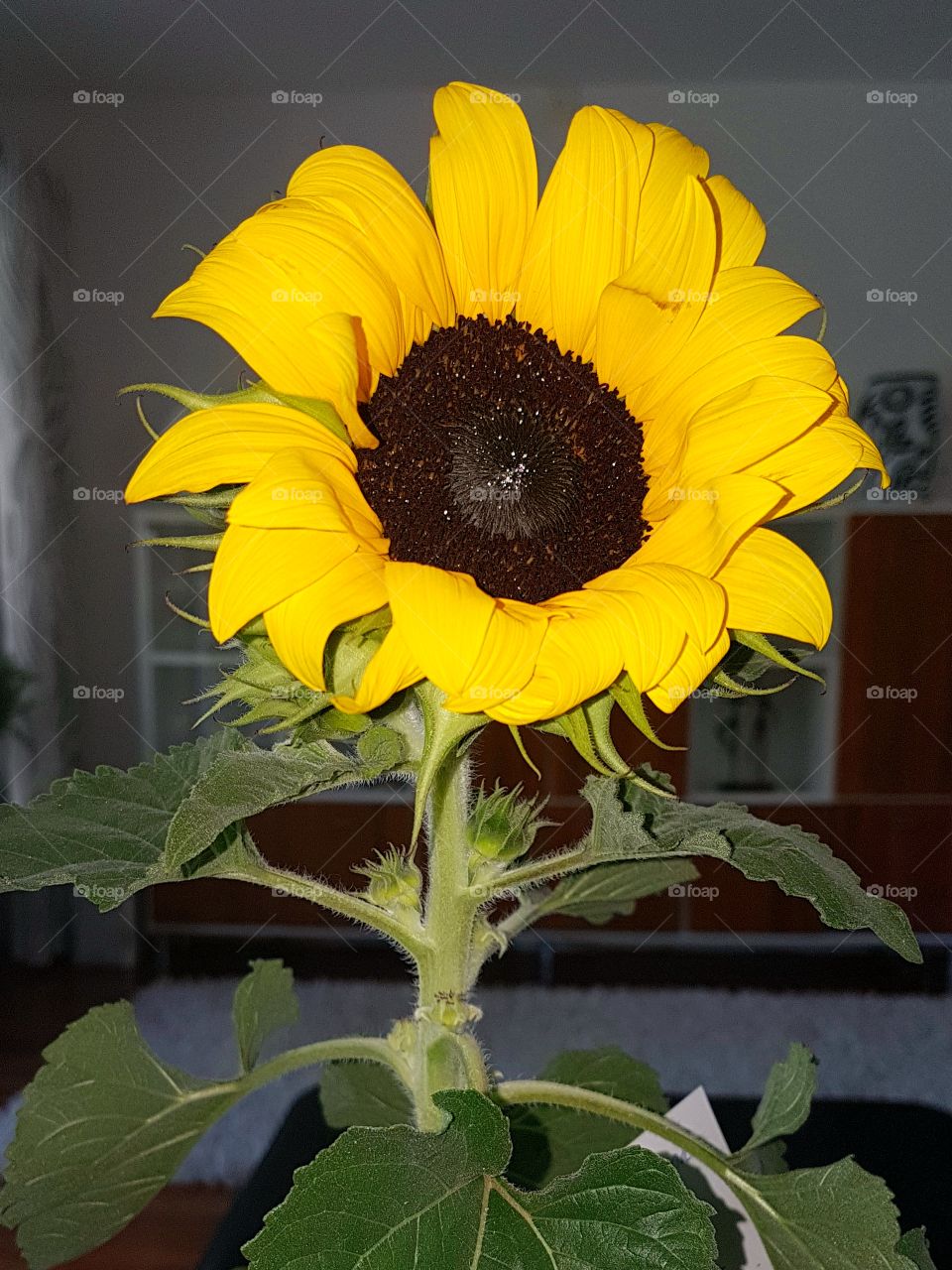 Indoor sunflower