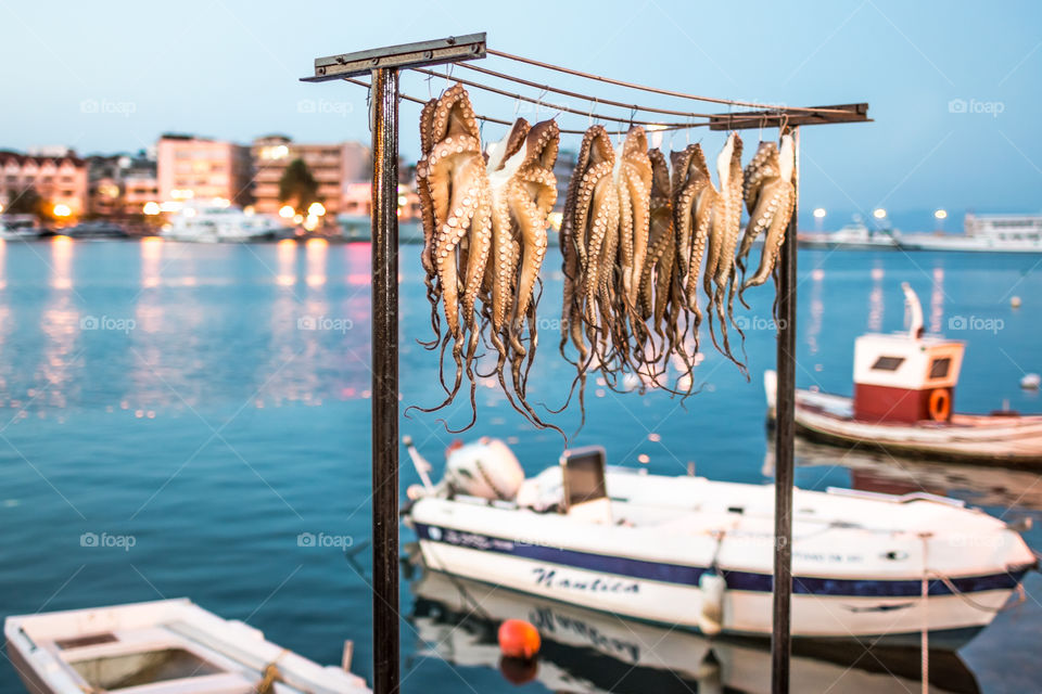 Drying Octopuses On Lesvos Island In Greece