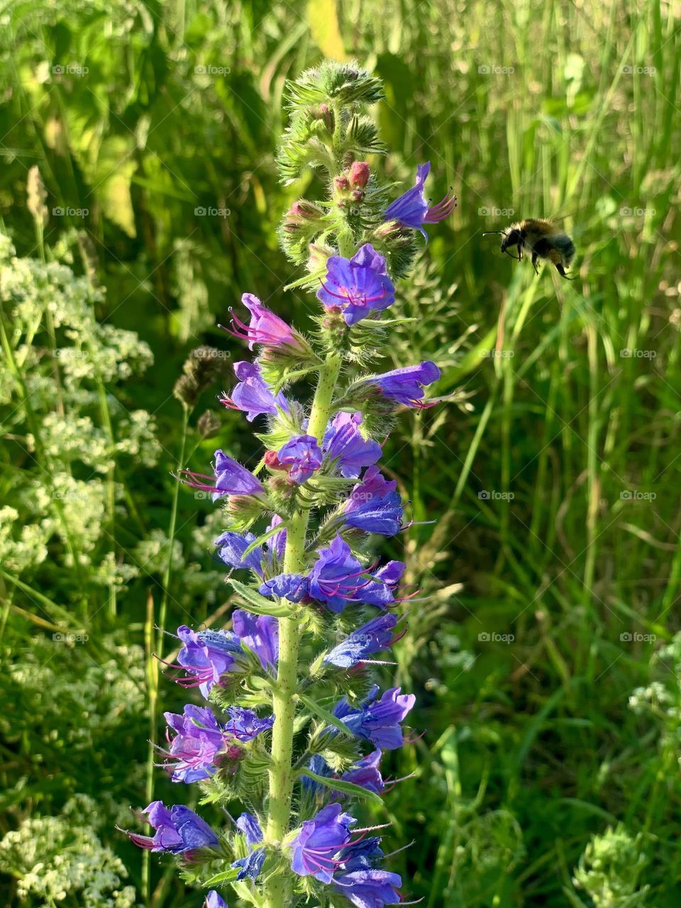 beautiful nature🐝