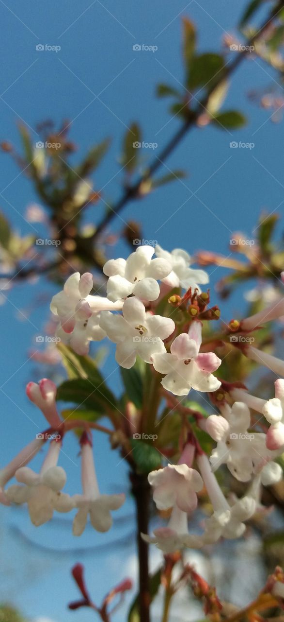 spring blossom close-up