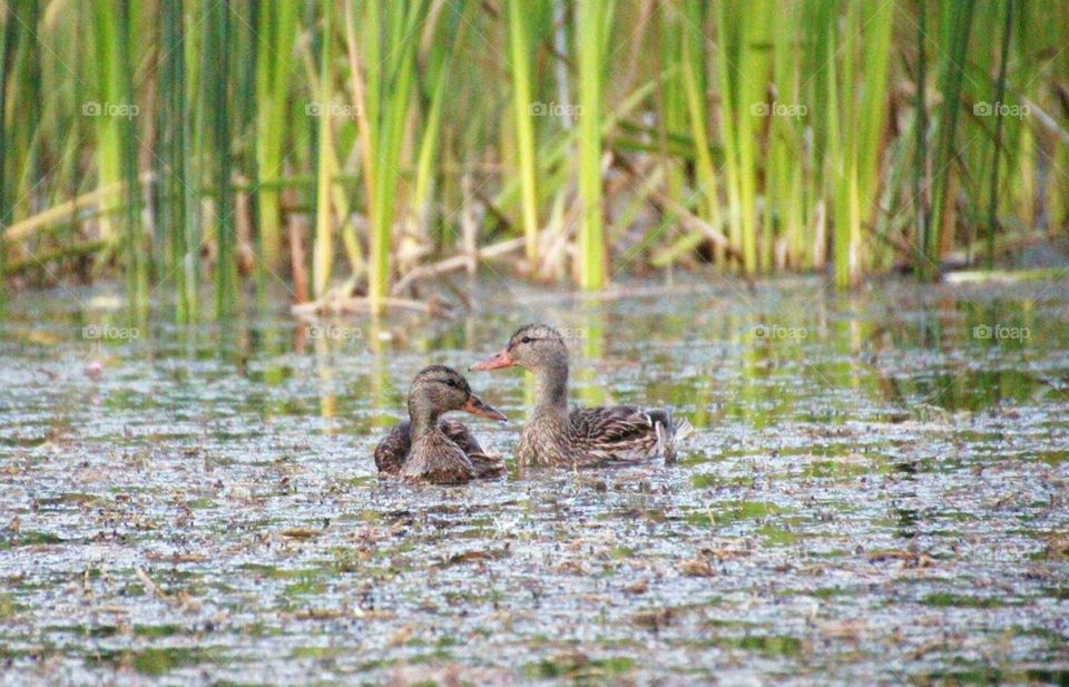 ducks