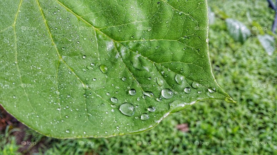 Sunrise moisture do rain Greenleaf backyard garden