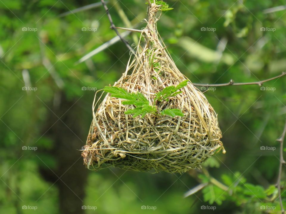 Nest
