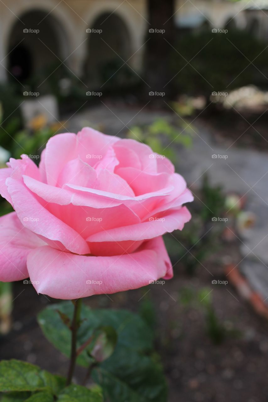 A close up shot of a pink rose