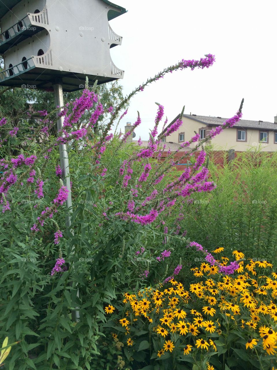 Beautiful purple blooms in this backyard attract butterflies during the summer. They even seem to be reaching.