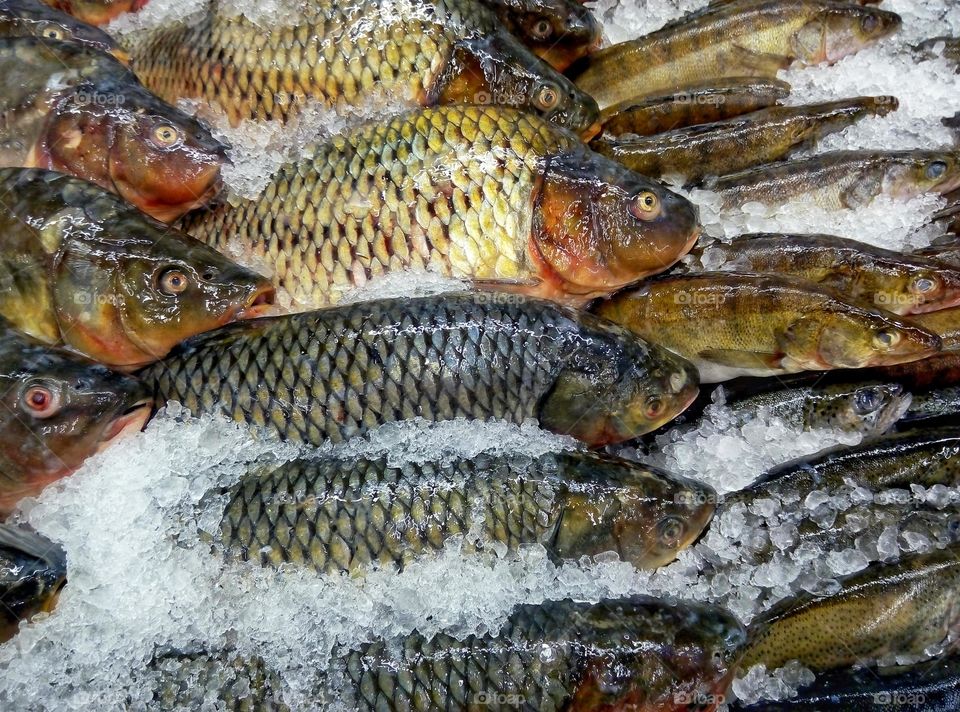 chilled fish on ice охлажденная рыба на льду