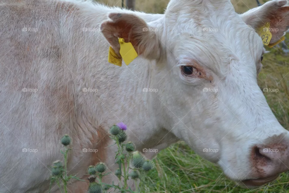 Cow