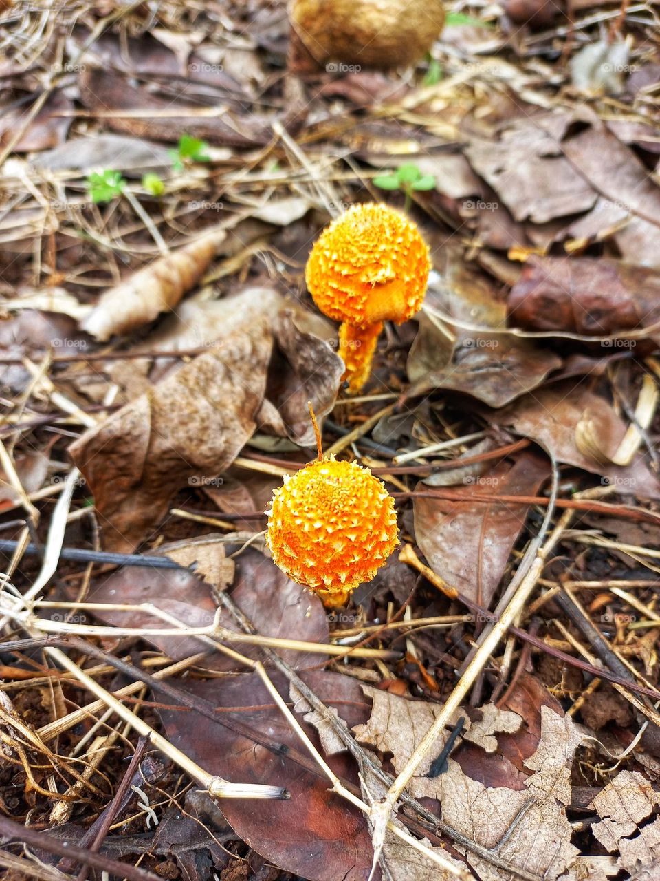 Cyptotrama asprata is a species of tiny fungus that is bright yellow or orange-yellow in color.