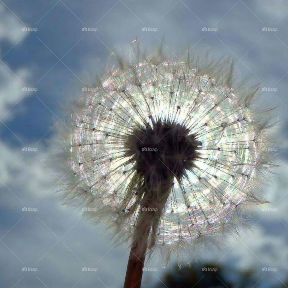 dandelion