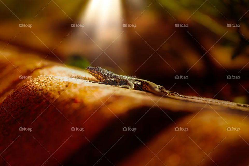 Little lizard under the light 